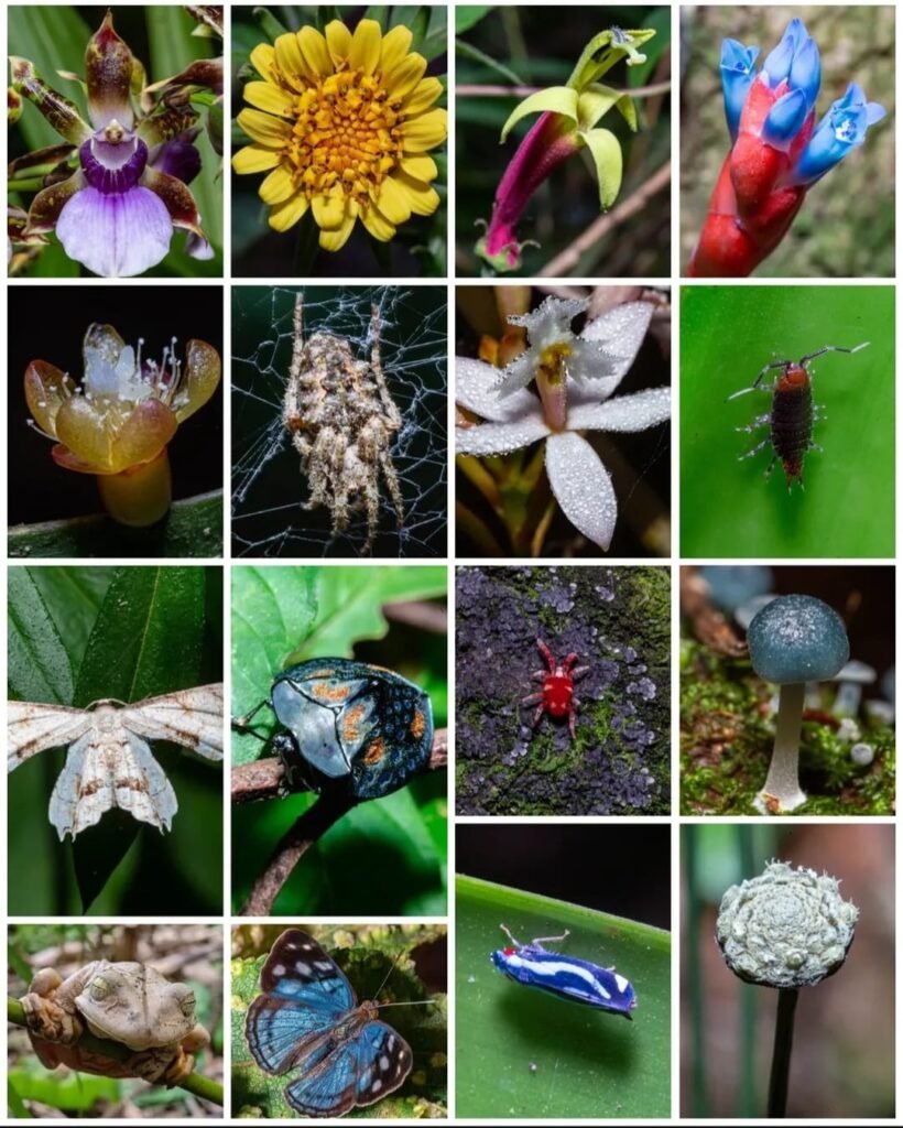 Biodiversidade do Parque de Três Picos de Salinas